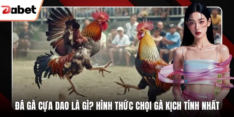Đá gà cựa dao