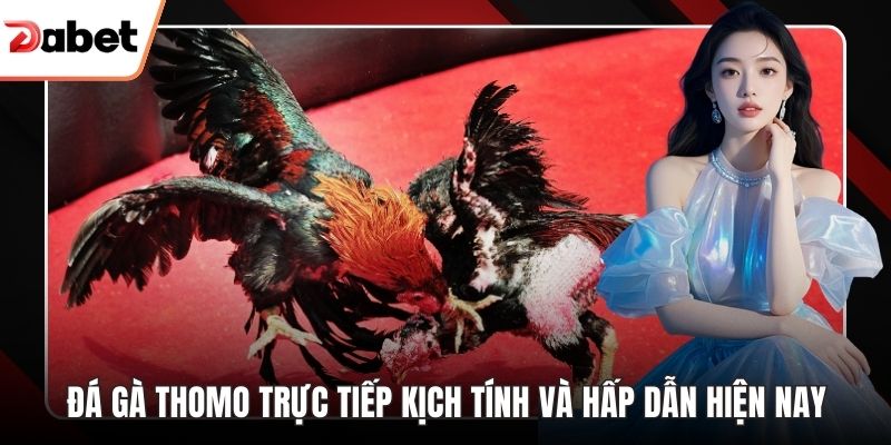 Đá gà Thomo