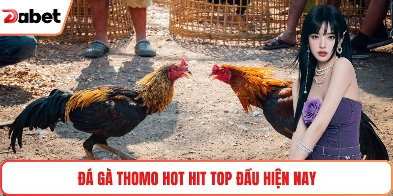 Đá gà Thomo hot hit top đầu hiện nay